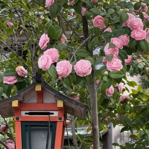 🪷出勤のお知らせ🪷の写真3枚目