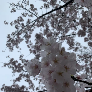 あき出勤しました♡♡の写真1枚目