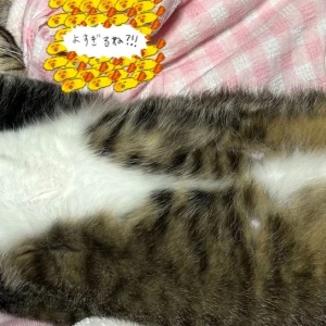 こんばんはの写真1枚目